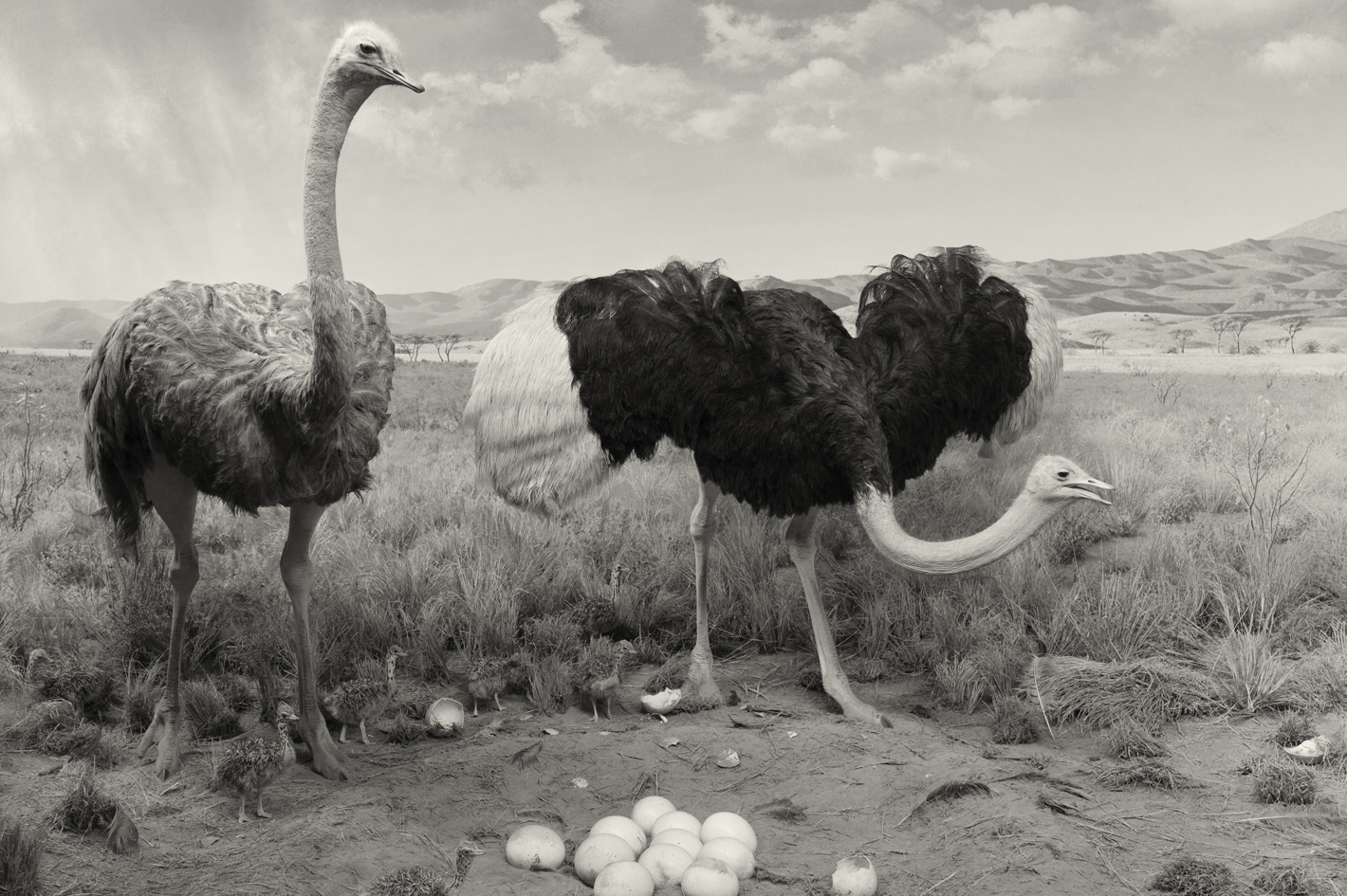 Ostrich