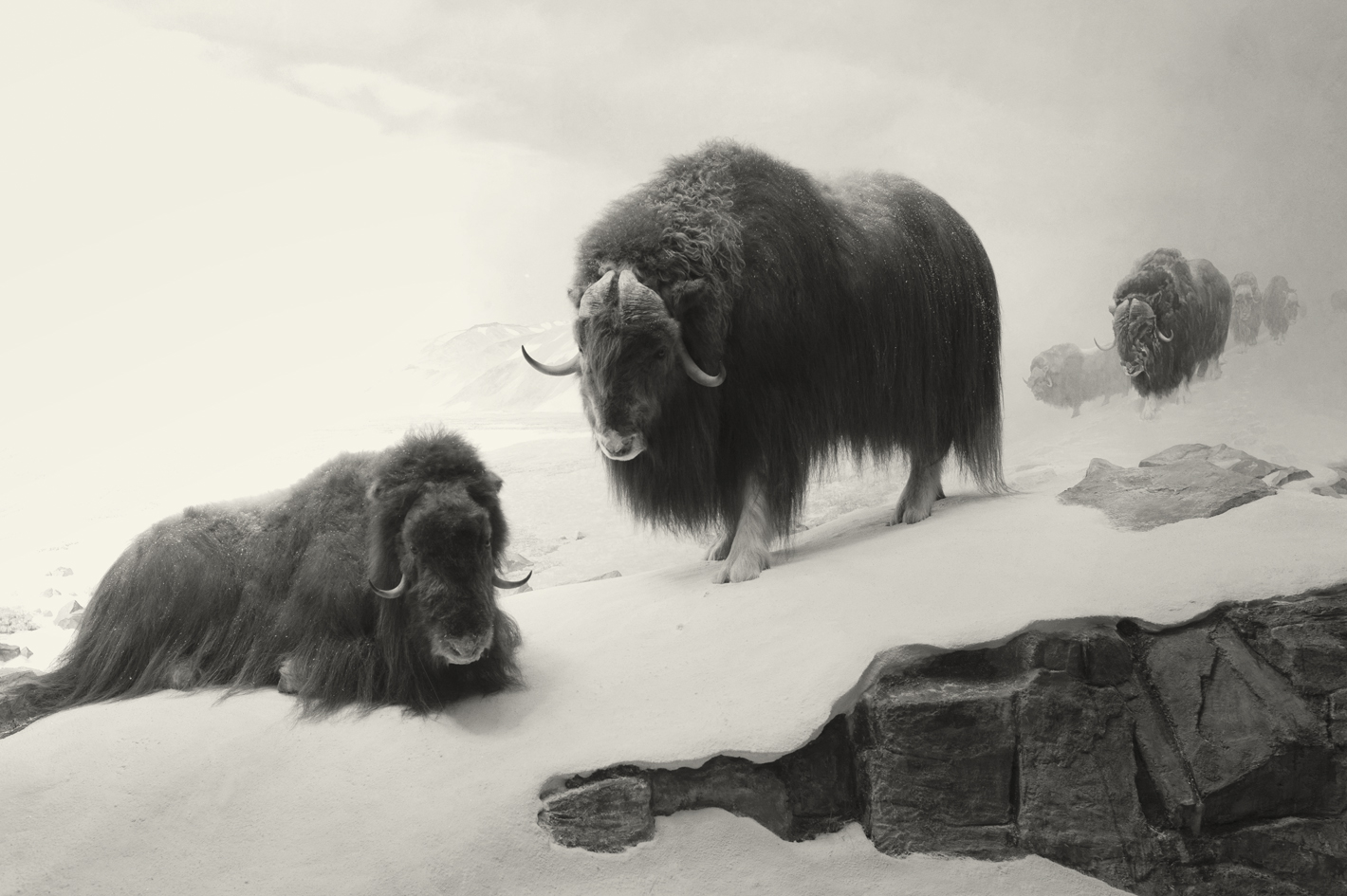 Muskox